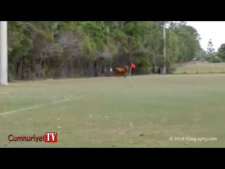 Sahaya giren inek oyuncuları böyle kovaladı