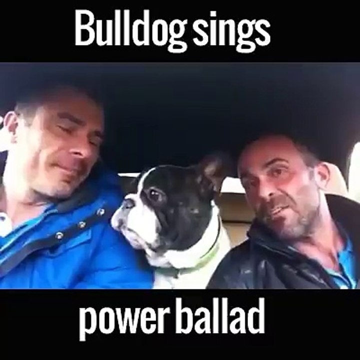 Bulldog sings power ballad