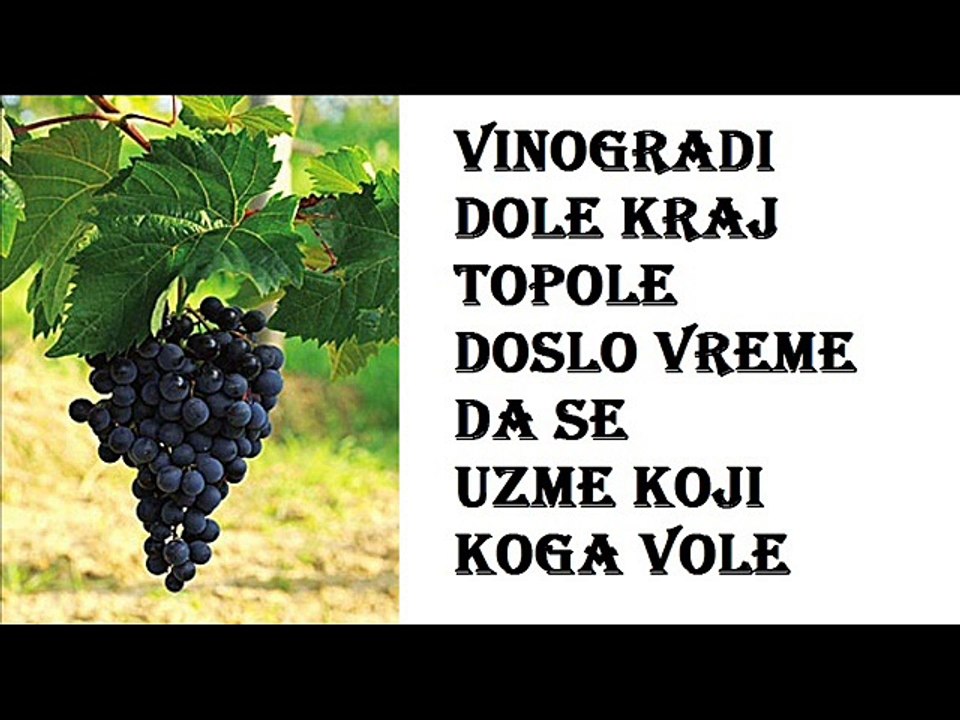 RADMILA DIMIC - OBRASE SE VINOGRADI