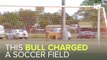 Escaped Bull Storms Onto Soccer Pitch In Australia