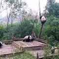 Battle de pandas