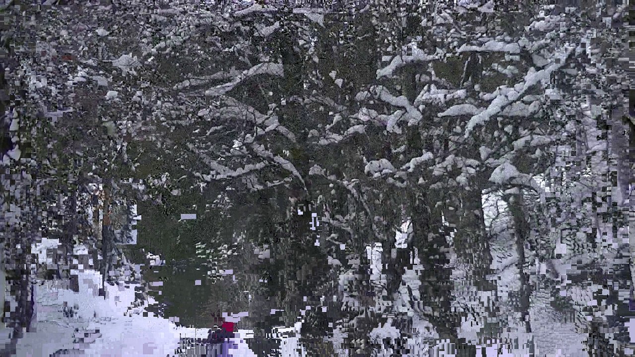 luge 1 chien