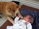 Rencontre entre le chien de la famille et bébé qui vient de naitre