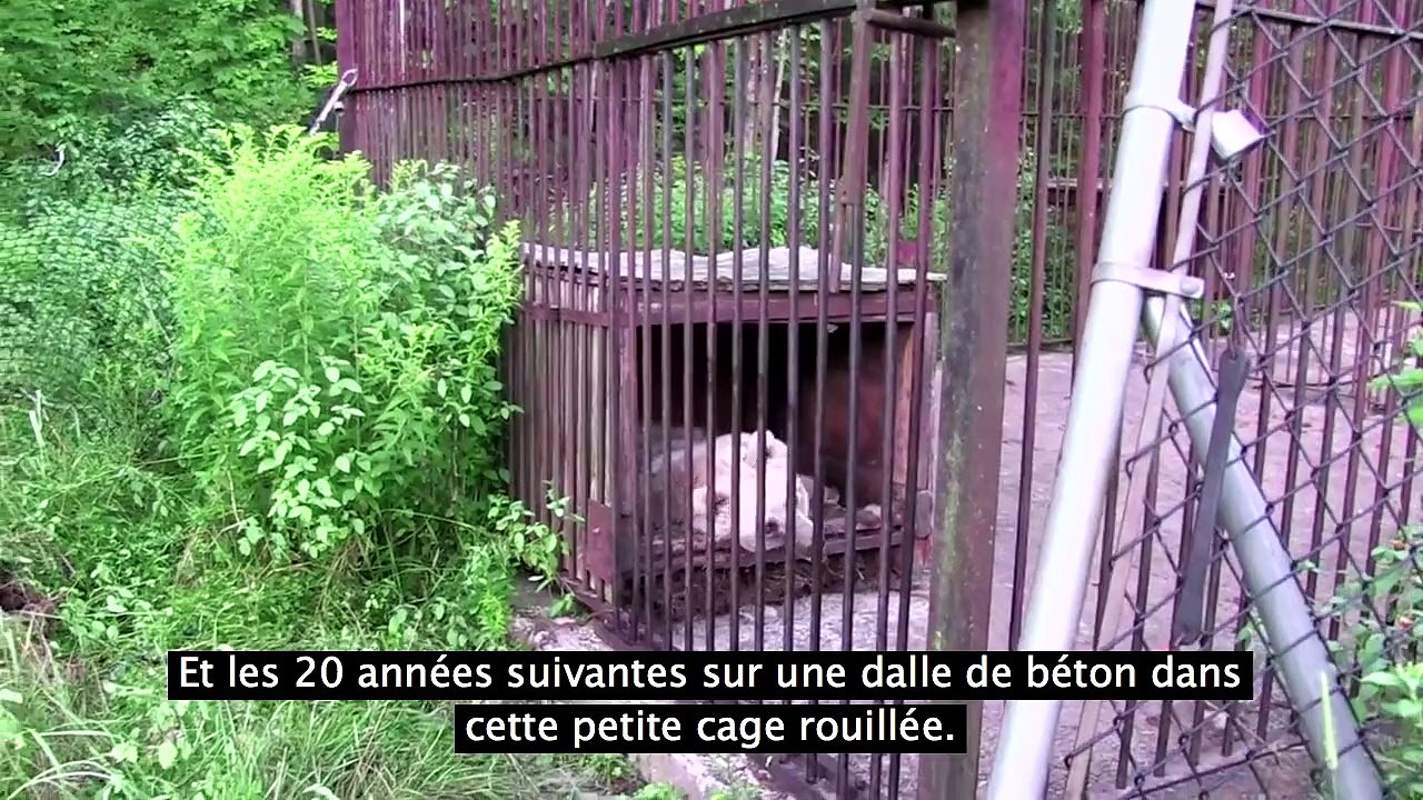 Après 30 ans en captivité, cette ours est relâché dans la nature. Moment magique