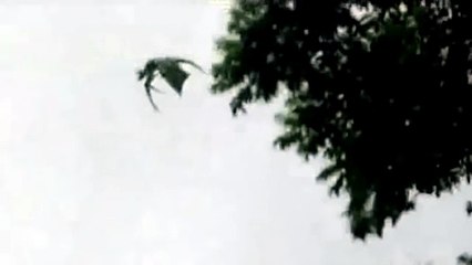 Dragon Caught on Camera in London - YouTube