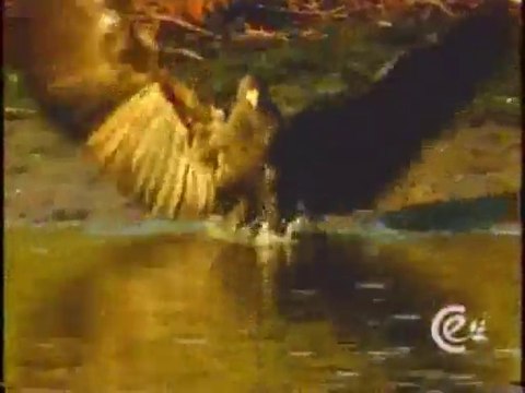 plantas acuáticas y ambientes acuáticos