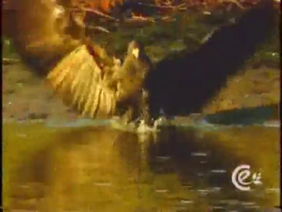 plantas acuáticas y ambientes acuáticos