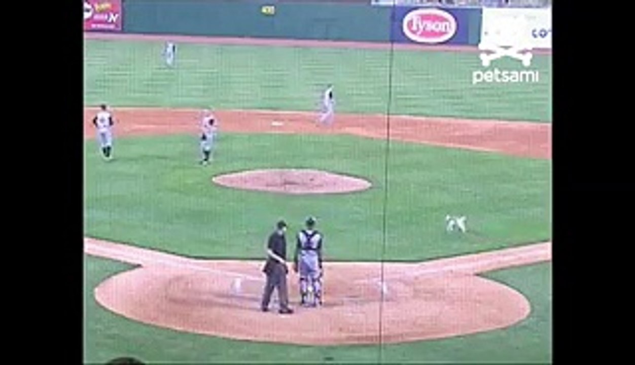 Puppy potties during baseball game