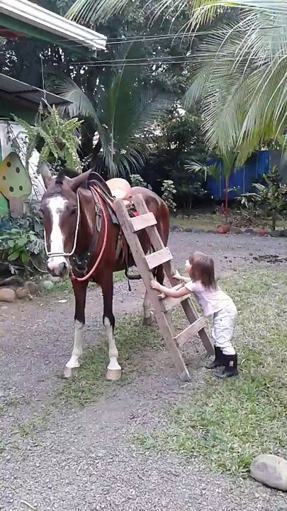 little horse rider