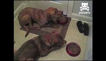 Dogs say prayer before chowing down