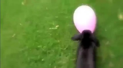 Qui peut résister au charme de ce lapin ?