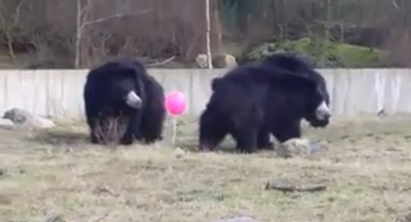 Des ours bruns jouent avec un ballon rose dans un Zoo