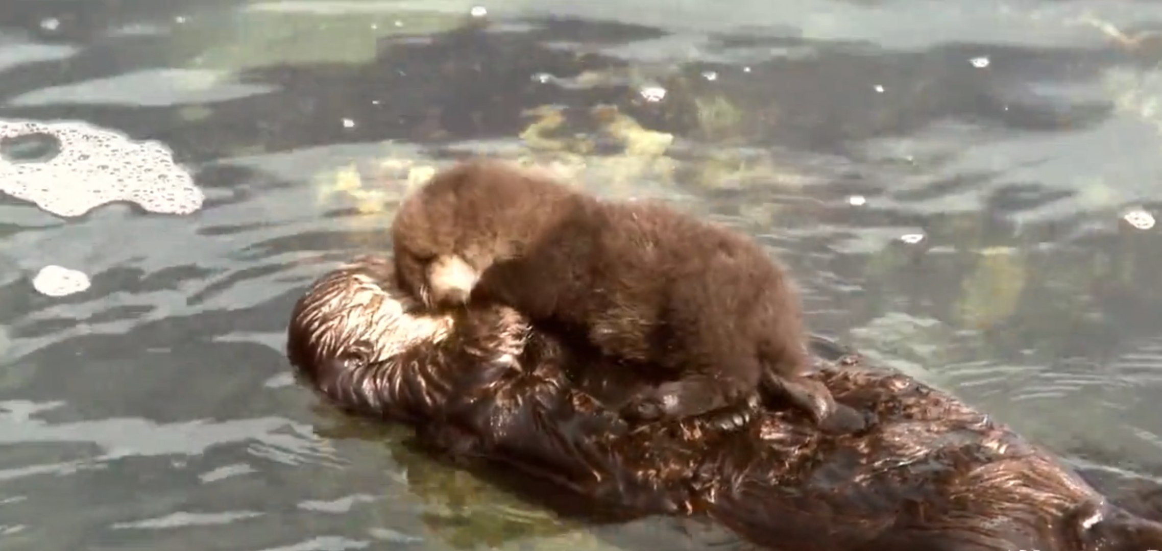 Une Maman Loutre Caline Son Bebe En Nageant Sur Le Dos Trop Mignon Video Dailymotion