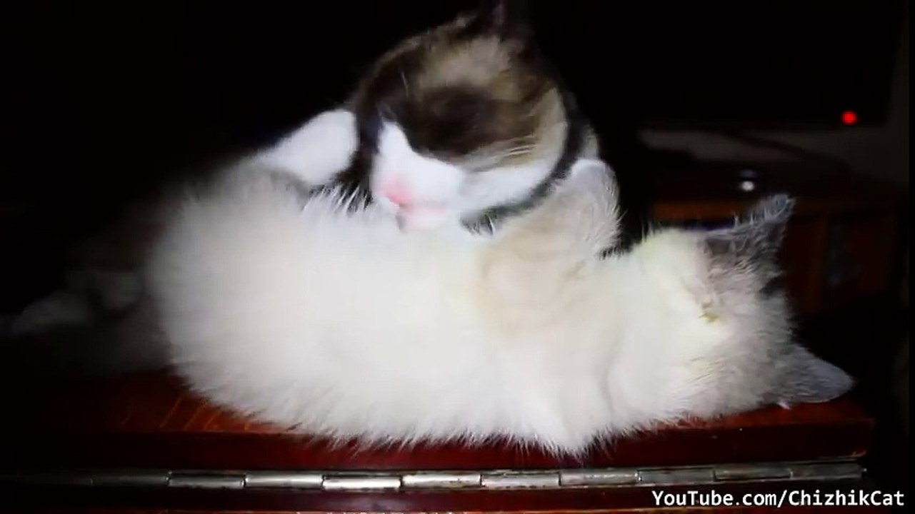 Vidéo Chat Lécheur – Coup de langue fatal !