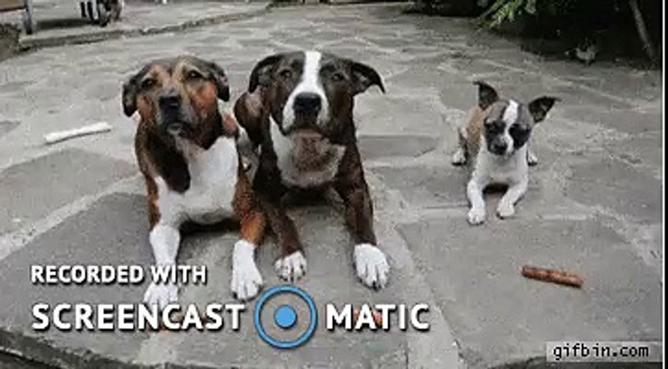 El perro politico XD