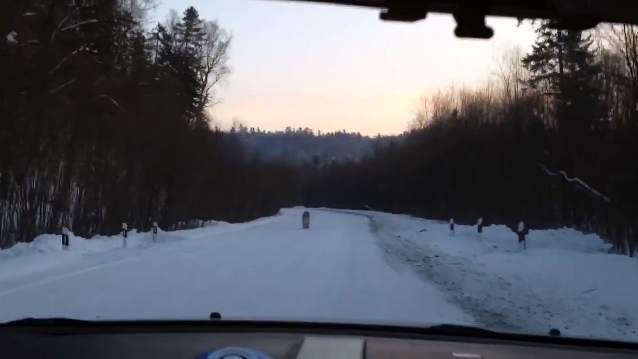 Wild Tiger Runs Alongside Car