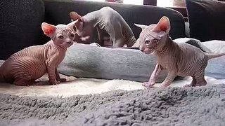 Baby Sphynx Kittens