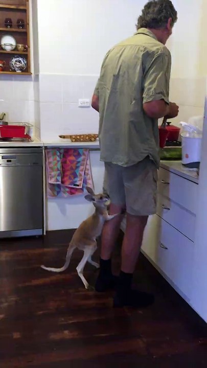 Jimmy, un bébé kangourou trop chou