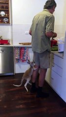 Jimmy, un bébé kangourou trop chou