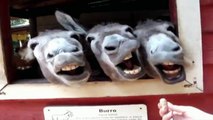 Donkeys Make Funny Faces