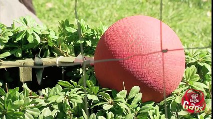 Gorilla Plays Ball With a Little Kid