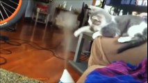 Funny Videos - Funny Cats - Funny Animals - Funny Dogs - Funny Cats Compilation-part4