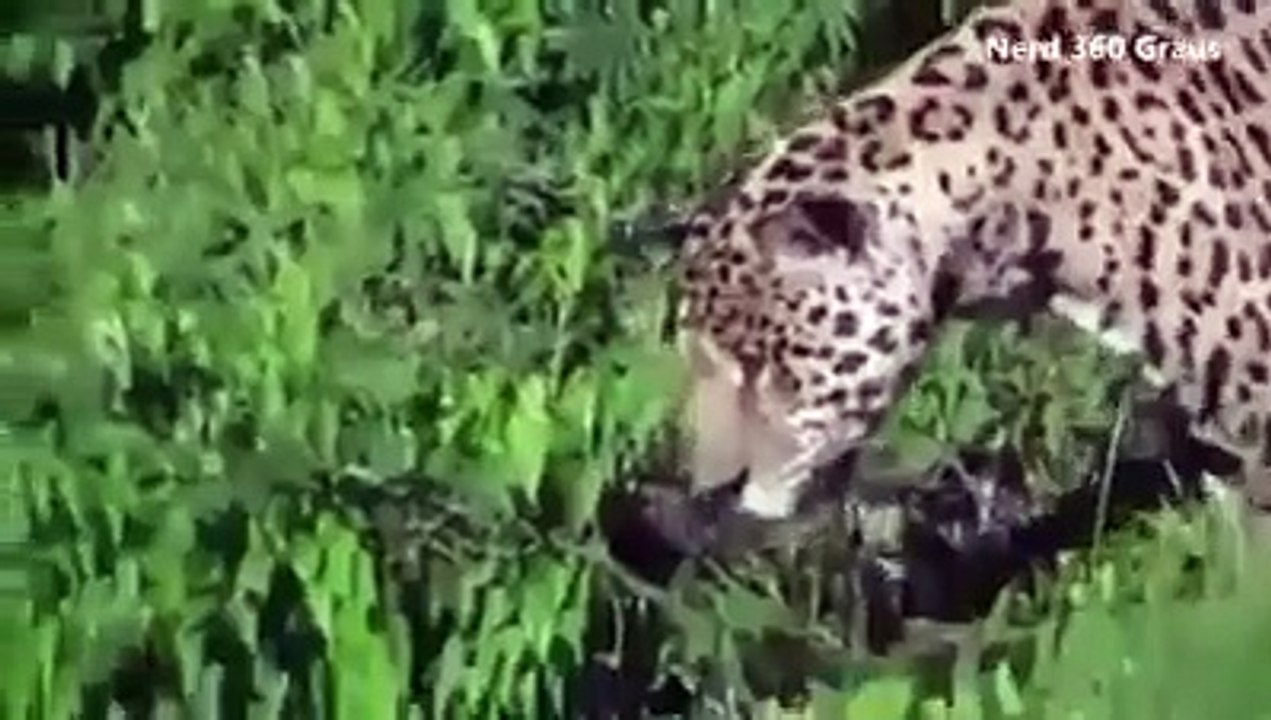 Timsah Avlayan Leopar