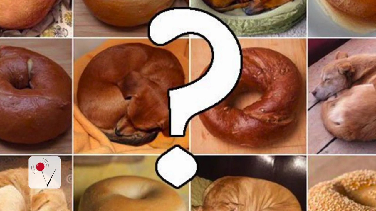 'Dog or Food' meme is the newest Internet sensation