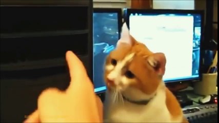Funny Videos - Funny Cats - Funny Animals - Funny Dogs - Funny Cats Compilation-part6