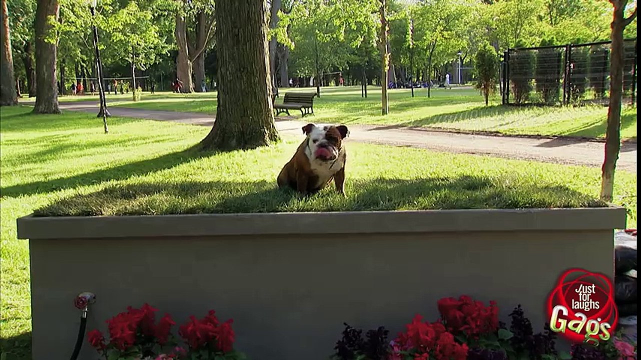 Teleporting Dog Bone Prank