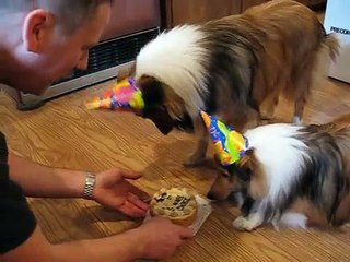 Happy 1st Birthday Sonny and Chase