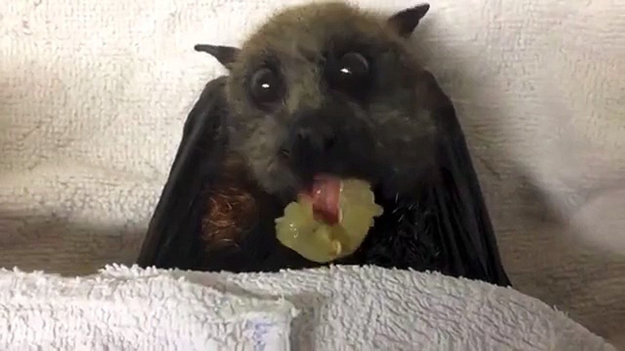 BAT EATING BANANA BATZILLA Dailymotion Video