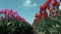 Amazing Oregon Wooden Shoe Tulip Festival 2016