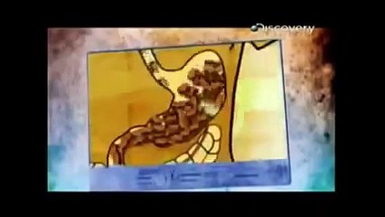 Evolução Pela Alimentação (Dublado) - Documentário Discovery Channel