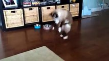 Siamese cat is scared of the carpet-funniest cat videos