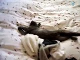 Sleepy cat wants to stay in bed just a little longer-funniest cat videos