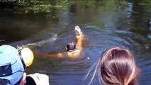 Swamp Tour Guide -- Feeds Alligators Marshmallows ... FROM HIS OWN MOUTH!