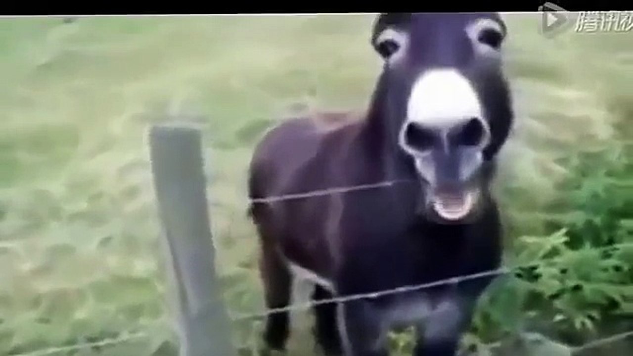 funny farm animals