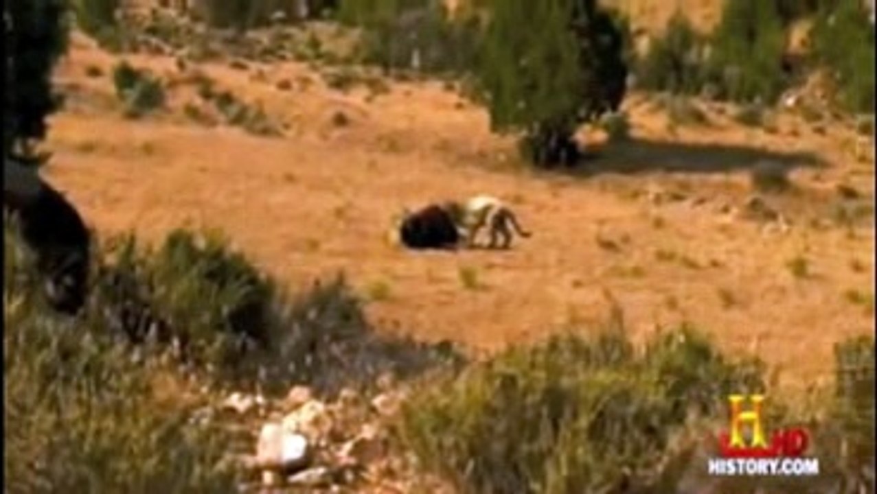 Prehistoric_Mega_Lion_VS_Giant_Mega_Bear_21-_Very_Epic_21