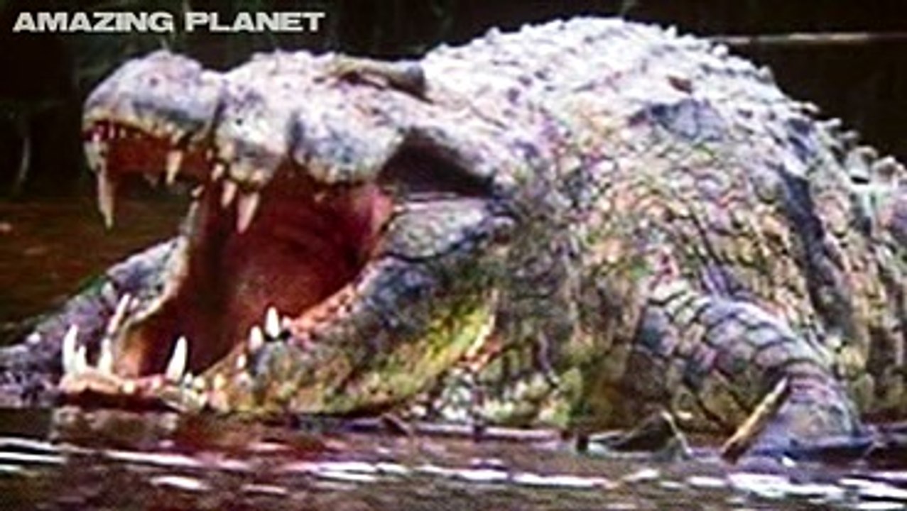 5_of_the_WORLD_27S_BIGGEST_CROCODILES_ever_caught_on_film_21_ULTIMATE_CROC_compilation_21