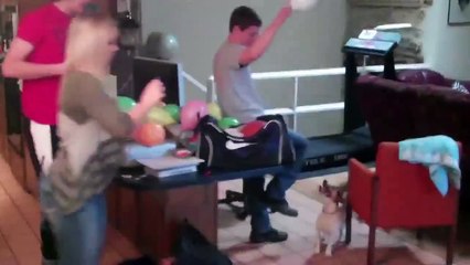 Dog Is Playing With Balloons