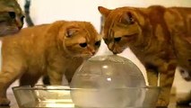 Summer Cooldown! Here are some cats and kittens enjoying balls of ice.
