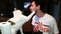 This cat does NOT want your kisses-funniest cat videos