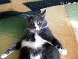 This cat is very angry, because he can't get up that easily-funniest cat videos