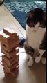 This cat plays Jenga -funniest cat videos