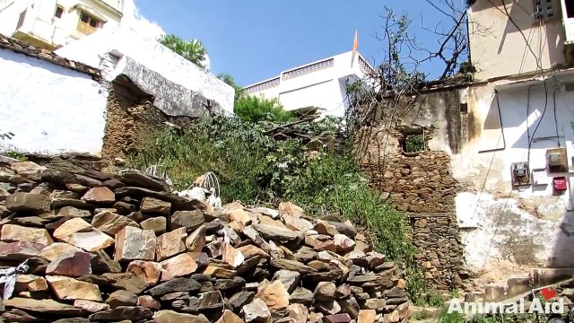 Ils s'approchent d'une chienne errante souffrant de l'arrière-train, et n'arrivent pas à en croire leurs yeux...