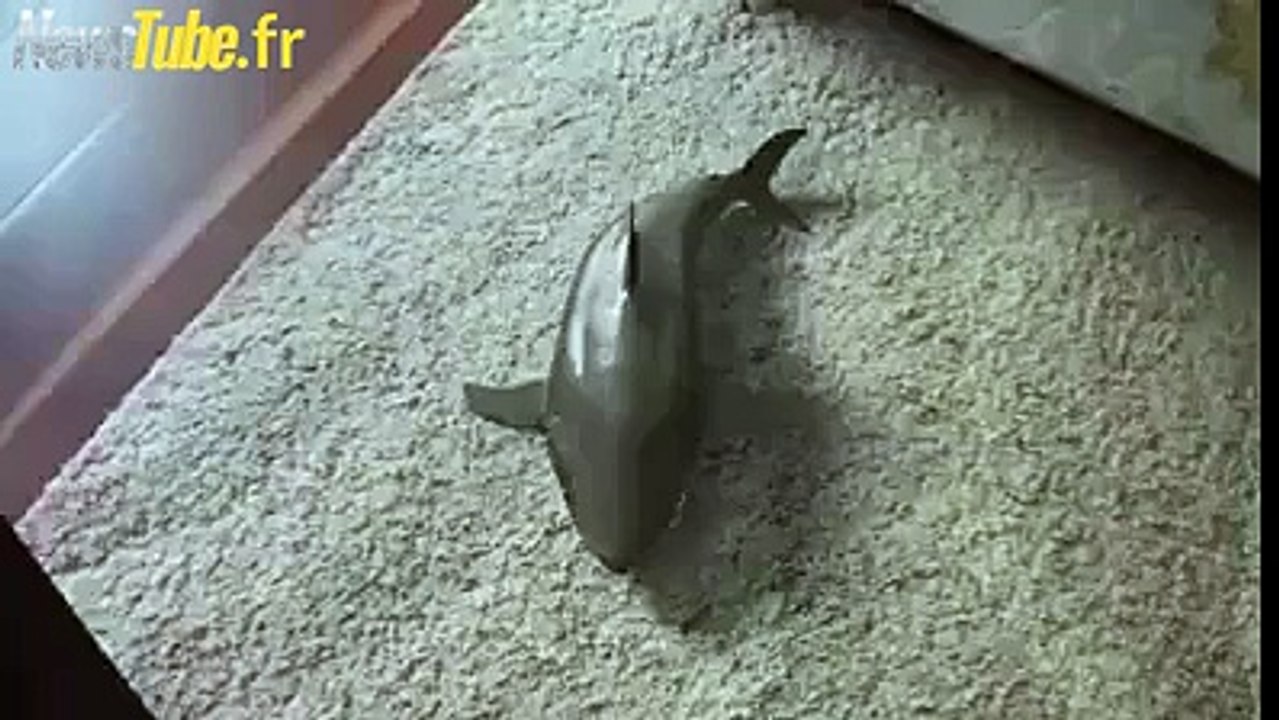 Joli requin ah !!