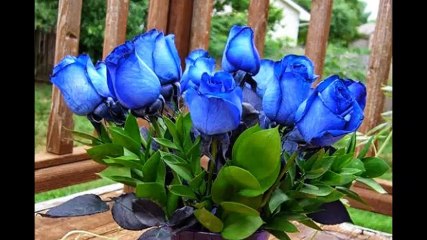 UMUT AKYÜREK-SEVME BENI