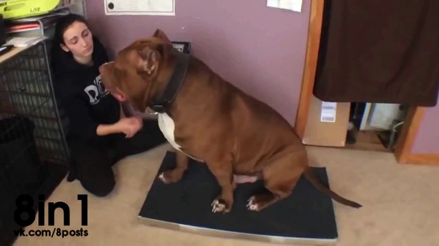 Самый большой в мире Питбуль ХАЛК - 17 месяцев HULK - Biggest bully pitbull on earth ON SCALE 173lbs 17 months - 720x540