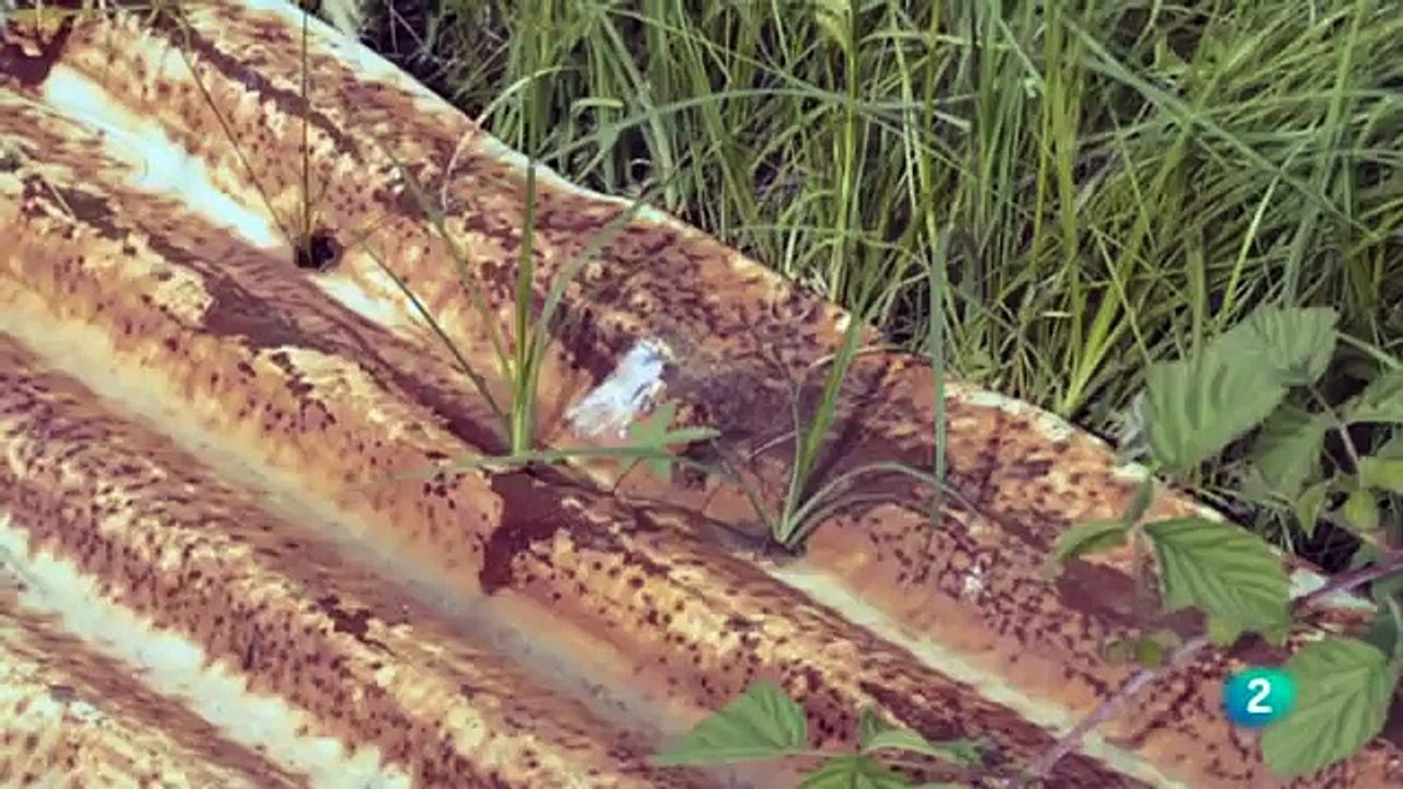 El documental: Abandonado
